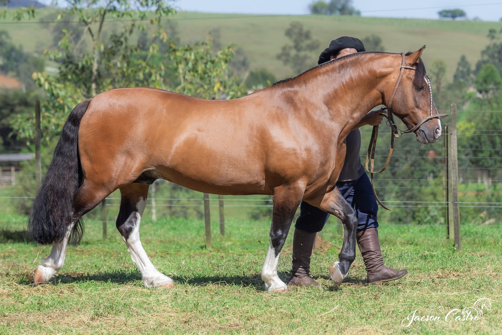 GOMENSORO DE SANTA MÁRCIA - TE_IMG_7959